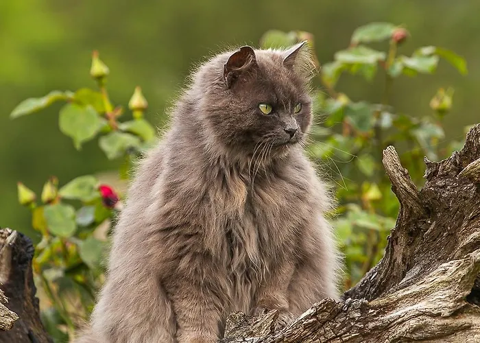 Nuit *e* Toilee A La Ferme Du Petit Puyaume *